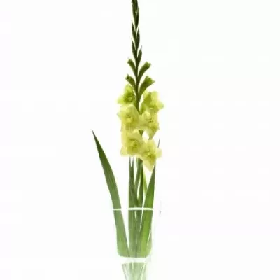 Gladiol GR KIO