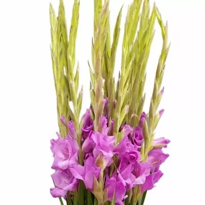 Gladiol GR LENNON