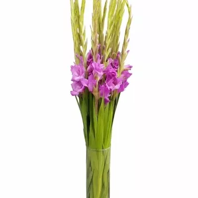 Gladiol GR LENNON