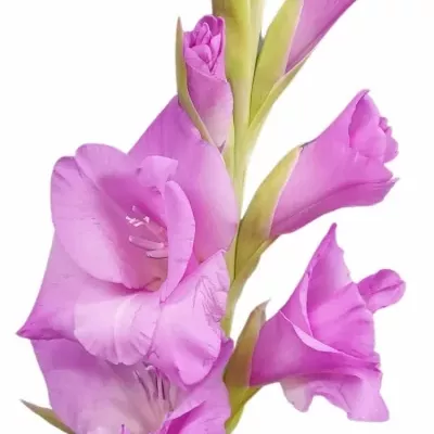 Gladiol GR LENNON