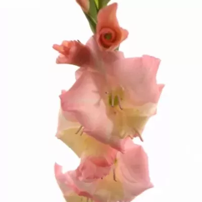 Gladiol GR LOUISE