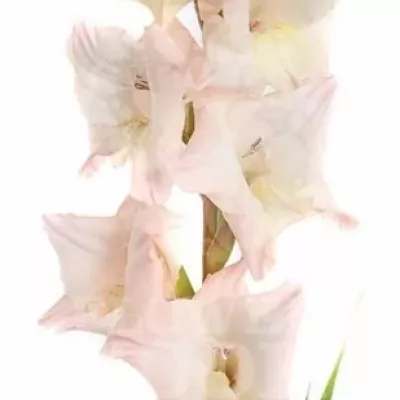 Gladiol GR MON CHER 90cm / 40cm