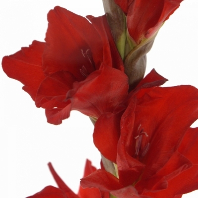 Gladiol GR RED BALANCE