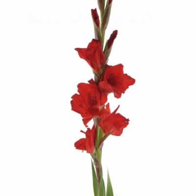 Gladiol GR RED BALANCE