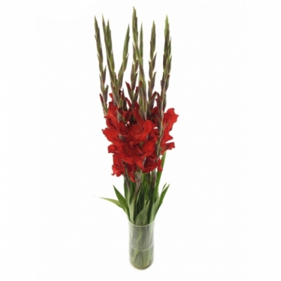 Gladiol GR RED BALANCE