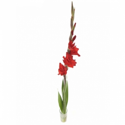 Gladiol GR RED BALANCE