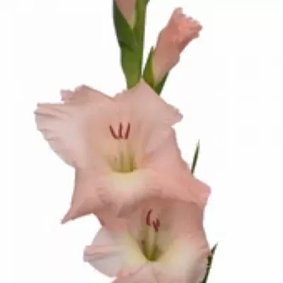 Gladiol GR VAMP 120cm/50cm