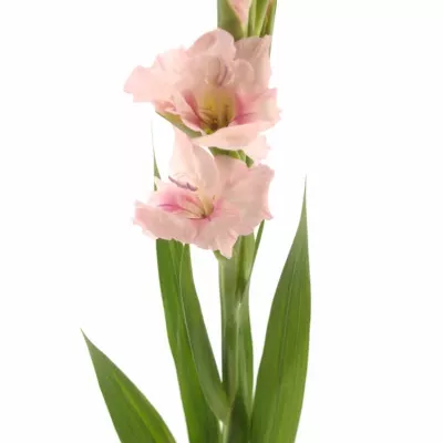 Gladiol GR ADRENALIN 120cm/60cm