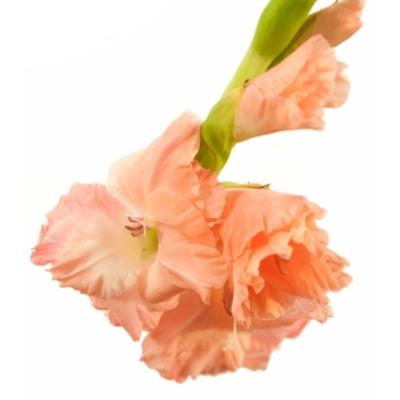 GLADIOLUS GR BEN VENUTO