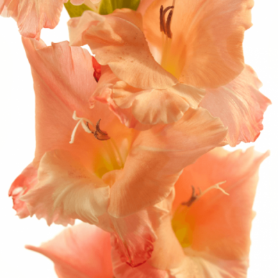 GLADIOLUS GR BEN VENUTO