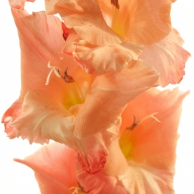 GLADIOLUS GR BEN VENUTO