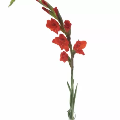 Gladiol GR CHINON 110cm/60cm