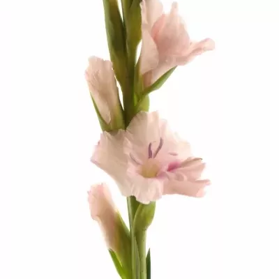 GLADIOLUS GR CIMAROSA