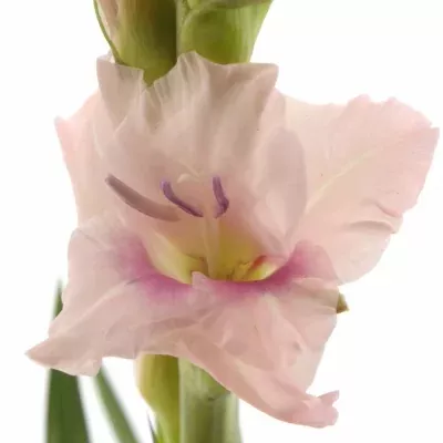 GLADIOLUS GR CIMAROSA