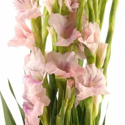 GLADIOLUS GR CIMAROSA