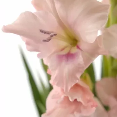 GLADIOLUS GR CIMAROSA