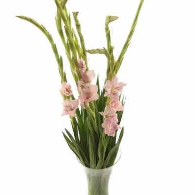 GLADIOLUS GR CIMAROSA