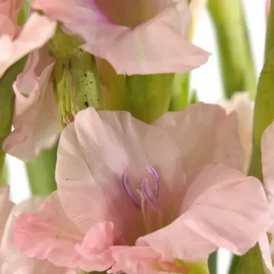 GLADIOLUS GR CIMAROSA