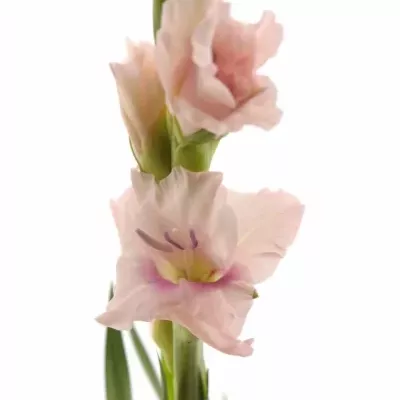 GLADIOLUS GR CIMAROSA