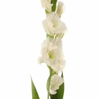 Gladiol GR ESSENTIAL 120cm/40cm