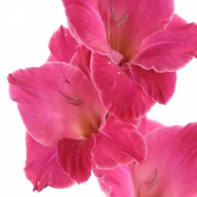 GLADIOLUS GR FAIRYTALE PINK