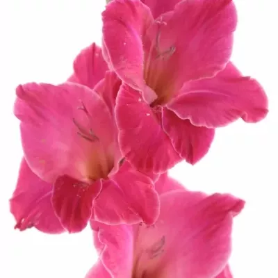 GLADIOLUS GR FAIRYTALE PINK