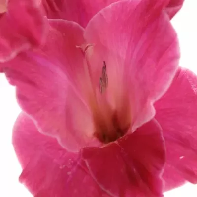 GLADIOLUS GR FAIRYTALE PINK