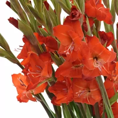 GLADIOLUS GR FORTUNA RED 110cm/55cm