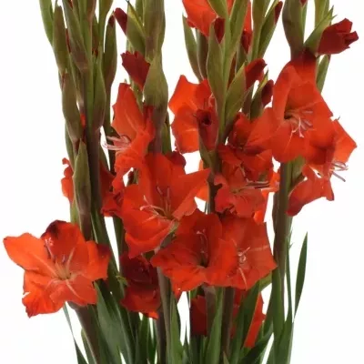 GLADIOLUS GR FORTUNA RED 110cm/55cm