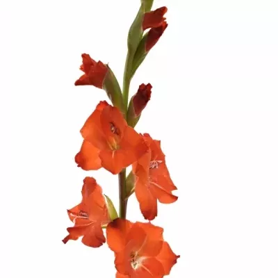 GLADIOLUS GR FORTUNA RED 110cm/55cm