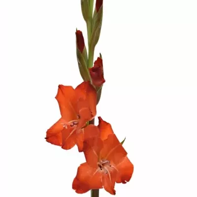 GLADIOLUS GR FORTUNA RED 110cm/55cm