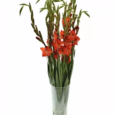 GLADIOLUS GR FORTUNA RED 110cm/55cm