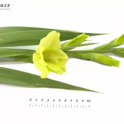 Gladiol GR GREEN STAR 120cm/55cm