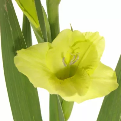 Gladiol GR GREEN STAR 120cm/55cm