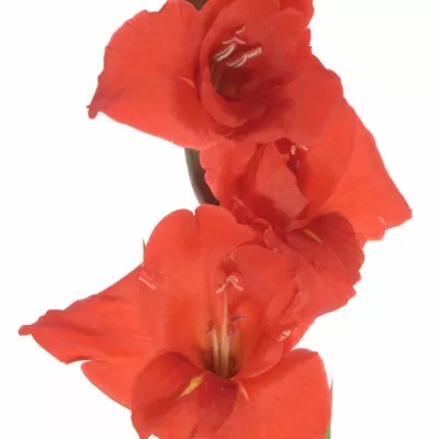 Gladiol GR MAGMA 90cm/30cm