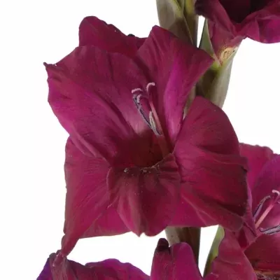 GLADIOLUS GR MAHLER