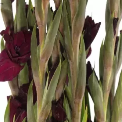 GLADIOLUS GR MAHLER