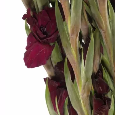 GLADIOLUS GR MAHLER