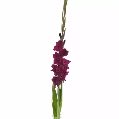 GLADIOLUS GR MAHLER