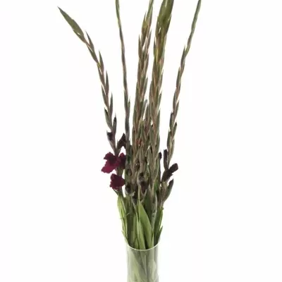 GLADIOLUS GR MAHLER