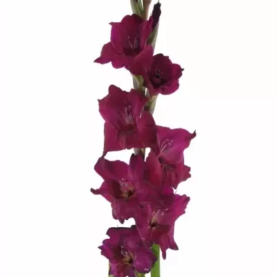 GLADIOLUS GR MAHLER