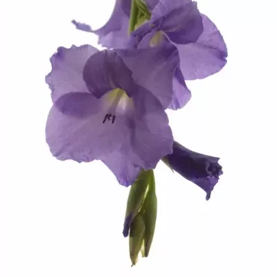 GLADIOLUS GR MOJITO 