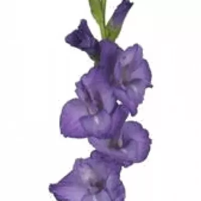 Gladiol GR MOJITO 100cm / 30cm