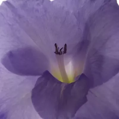 GLADIOLUS GR MOJITO 