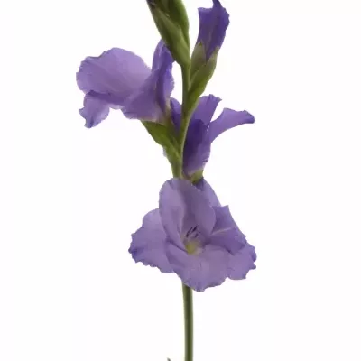 GLADIOLUS GR MOJITO 