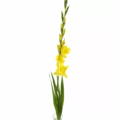 Gladiolus GR MOZART