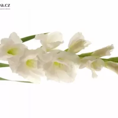 Gladiol GR NOVA ZEMBLA 130cm/50cm