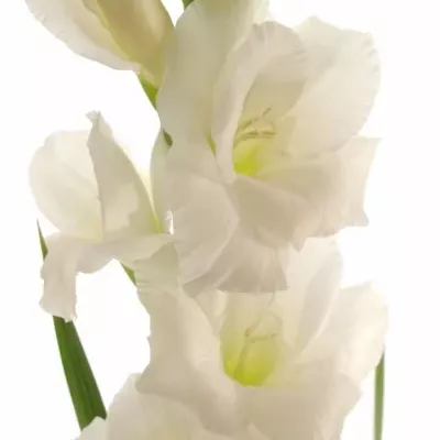 Gladiol GR NOVA ZEMBLA 130cm/50cm