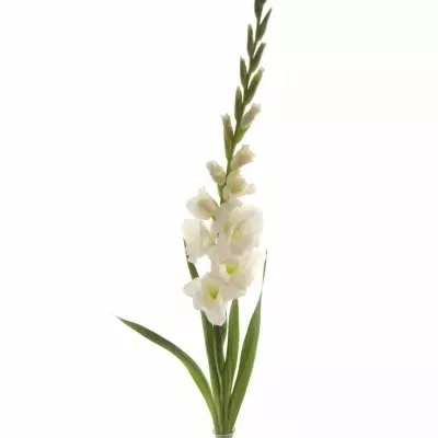 Gladiol GR NOVA ZEMBLA 130cm/50cm