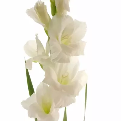 Gladiol GR NOVA ZEMBLA 130cm/50cm